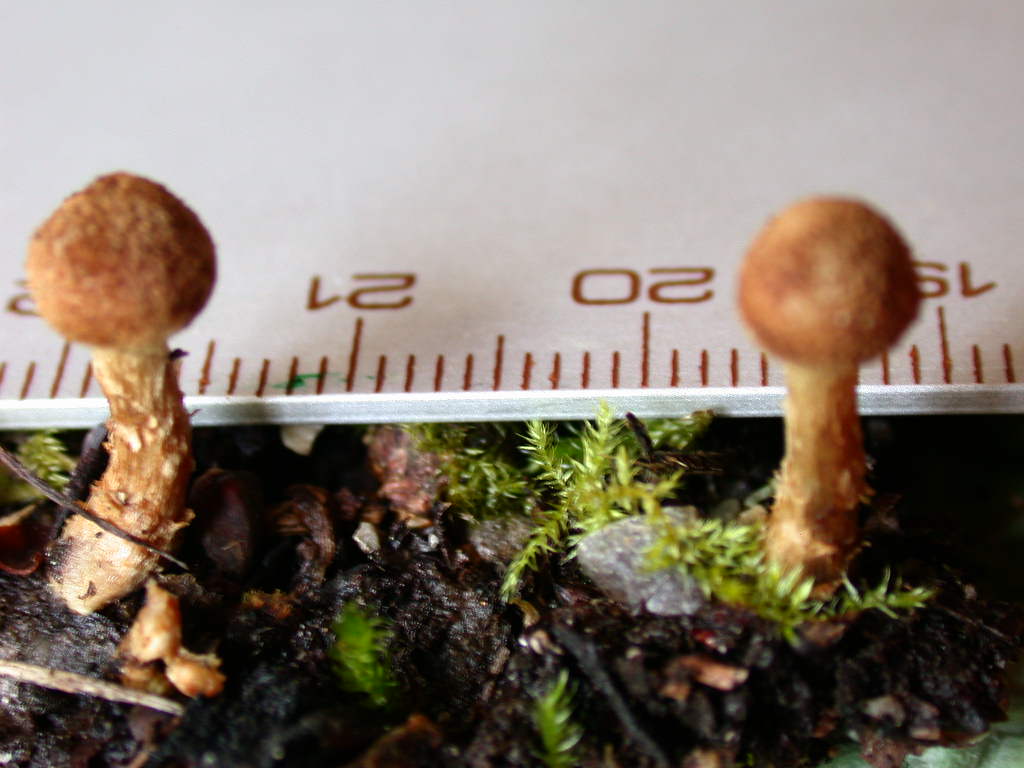 Sotto Alnus glutinosa...(cfr. Inocybe squarrosa)